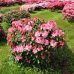 Rhododendron (Y) 'Sneezy' Rhododendron (Y) 'Sneezy'