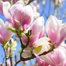 Магнолия soulangeana