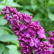 Syringa v. 'Prince Wolkonsky'