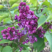 Syringa v. 'Prince Wolkonsky'