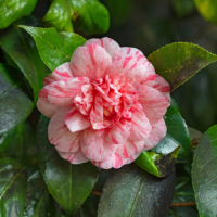 Камелия сорт j. 'William Bartlett' (5-10 см височина)