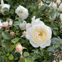 Храстовидна Роза с приятен и нежен аромат - White Beauty