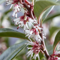 Sarcococca humilis 'Winter Gem'®