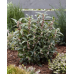 Sarcococca humilis 'Winter Gem'®