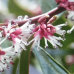 Sarcococca humilis 'Winter Gem'®