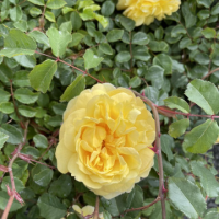 Храстовидна Роза с приятен и нежен аромат - Yellow Glory
