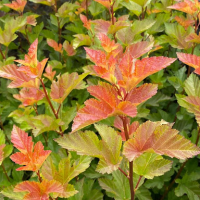 Фисокарпус opulif. 'Chameleon'