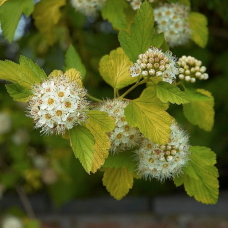 Фисокарпус opulif. 'Luteus'
