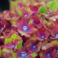 Хортензия m. Saxon® Schloss Wackerbarth