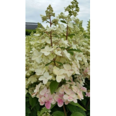 Хортензия pan. 'Confetti'PBR