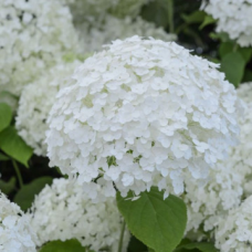 Хортензия сорт Arborescens Annabelle