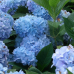 Хортензия macrophylla 