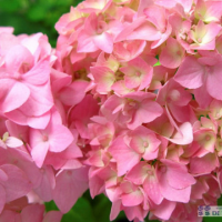 Хортензия macrophyla 