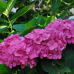 Хортензия macrophyla 