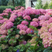 Хортензия macrophyla 