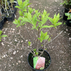 Хортензия сорт 