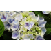 Хортензия macrophylla Хортензия macrophylla