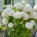 Хортензия arborescens Хортензия arborescens