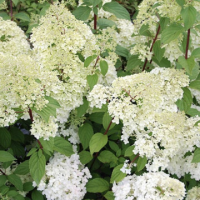 Хортензия сорт 
