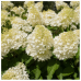 Хортензия paniculata 