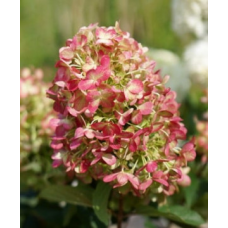 Хортензия paniculata 