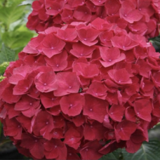 Хортензия 