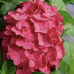 Хортензия 
