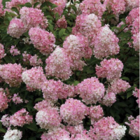 Хортензия сорт 