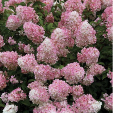 Хортензия сорт Хортензия сорт