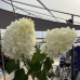 Хортензия paniculata 