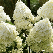 Хортензия паникулата 