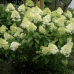 Хортензия 