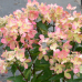 Хортензия paniculata Хортензия paniculata
