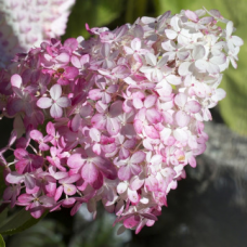 Хортензия paniculata 