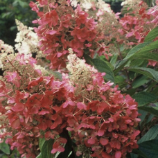 Хортензия Pinky Winky