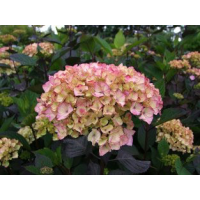 Хортензия serrata 