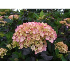 Хортензия serrata 