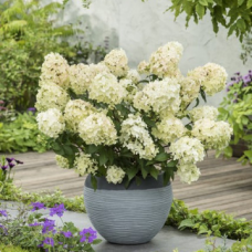 Хортензия paniculata 