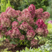 Хортензия paniculata 