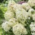 Хортензия paniculata 