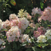 Хортензия paniculata 