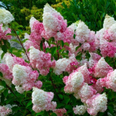 Хортензия Vanila Fraise(Hydragea pan Vanilla Fraise)