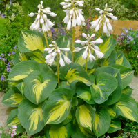 Хоста 'Beach Boy'