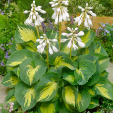 Хоста 'Beach Boy'