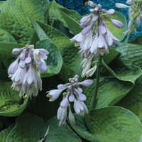 Хоста 'Big Daddy'