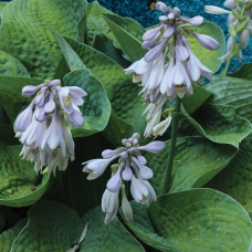 Хоста 'Big Daddy'