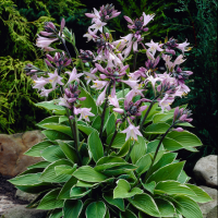 Хоста 'Francee'