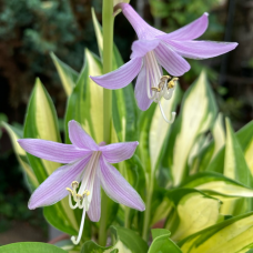 Хоста 'Lakeside Little Tuft'