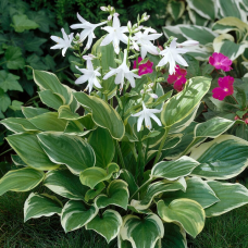 Хоста 'So Sweet'