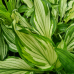 Хоста 'Undulata Mediovariegata'